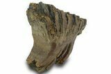 Fossil Woolly Mammoth Molar - Siberia #377768-2